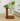 Minimalist hydroponic vase for tabletop plant display