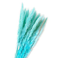 Natural Dried Pampas Grass