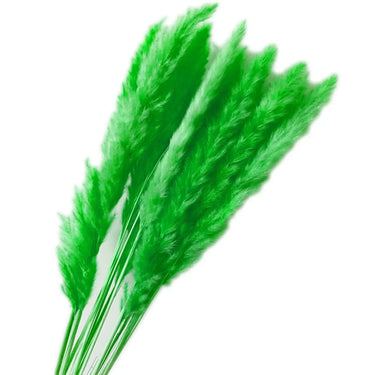 Natural Dried Pampas Grass