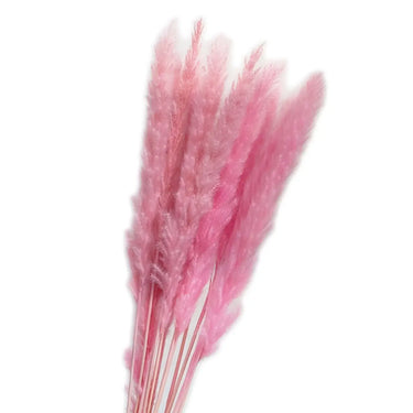 Natural Dried Pampas Grass