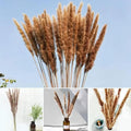 Natural Dried Pampas Grass