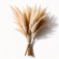 Natural Dried Pampas Grass