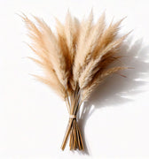 Natural Dried Pampas Grass