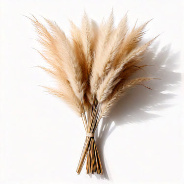 Natural Dried Pampas Grass