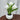 Tulip Flower Pot Lamp