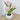 Tulip Flower Pot Lamp