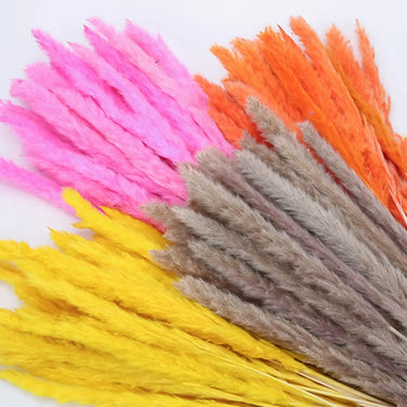Natural Dried Pampas Grass